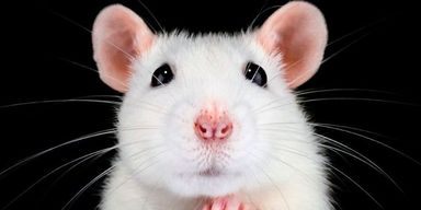 Крысы и мыши в науке: более 1 миллиона ежегодно используют для экспериментов, но почему