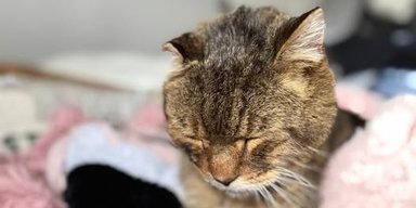 Пропавший кот вернулся домой через 7 лет: где он был все это время