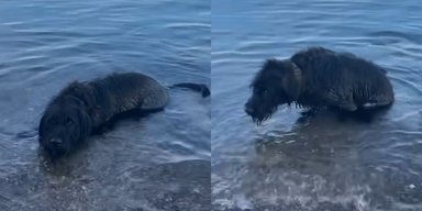 Годовалый пес стал звездой, пытаясь понять, почему нельзя лечь на воду