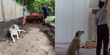 "Главный прораб": пес помогает супругам на каждом этапе ремонта дома (видео)
