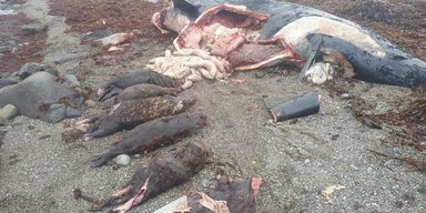 Не впоралася з апетитом. Косатка померла загадковою смертю, проковтнувши цілком 7 великих тварин