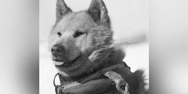 Усіх собак вигнали з Антарктиди 1994 року: чим тварини не догодили людям (відео)