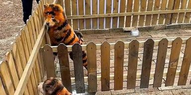 В зоопарке снова тайно покрасили собак: на этот раз из них сделали тигрят (фото)