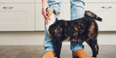 Ученые рассказали, почему кошки трутся о ноги хозяина