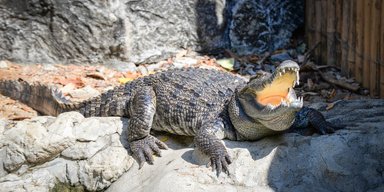 Крокодилы откликаются на плач ребенка и молодых приматов, — исследование