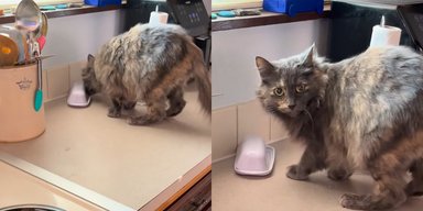 Кот помог раскрыть семейную тайну, которая годами сбивала с толку супругов (видео)