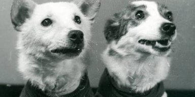 Впереди планеты всей: как дрозофилы покоряли космос, а домашние животные осваивали парашют (фото)