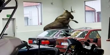 Лось-вандал проник в автосалон і розбив два раритетні BMW (відео)