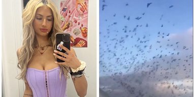 Пташиний апокаліпсис: блогерка показала, як зграя пернатих "атакувала" її будинок