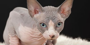 Мужчина споткнулся через кота и получил травмы, как после автокатастрофы (фото)