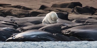 Ученые предупреждают: в Арктике скоро наступит глобальное потепление