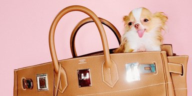 Собака Деми Мур снялась в сумке Birkin для журнала Vogue (фото, видео)