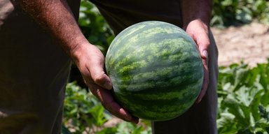 У Херсонській області зібрали перші 500 тонн кавунів: чи буде дефіцит цього року