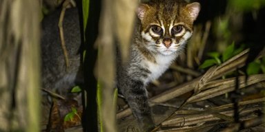 Кошка с плоской головой, которую не видели 30 лет, обнаружена в Таиланде (видео)