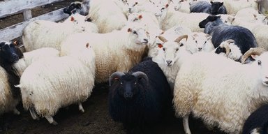 Овцы в проницаемом мире. Аффект Бужанского как проблема отношений власти со СМИ