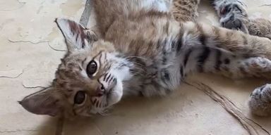 Женщина хотела погладить бродячего "кота", а потом осознала, что это такое на самом деле (фото)