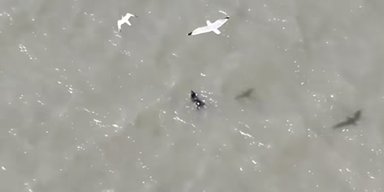 Как сцена из боевика: потерявшийся щенок в открытом море пережил нападение чаек