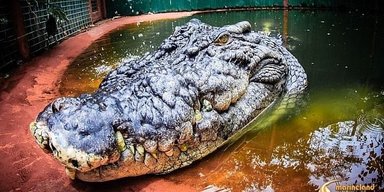 Не врахували частину морди й хвоста. Крокодил-гігант, що живе в неволі, може бути більшим, ніж усі думали