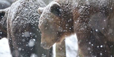 Зима пришла, но спать не хочется. Фоторепортаж: как бурые медведи встретили первый снег в Карпатах