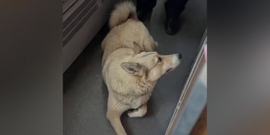 За 35 км от дома: из поезда "Укрзализныци" высадили собаку, которая зашла в вагон (видео)