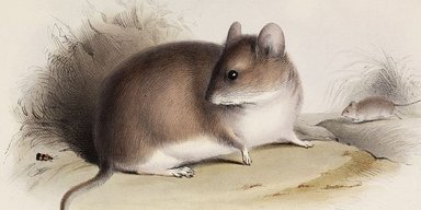 Подняться на вершину и умереть. Ученые поняли, что заставляло мышей карабкаться на высоту в 6,7 км