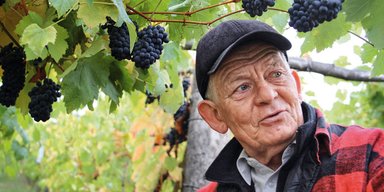На берегах Боржавы. Истории закарпатского виноделия