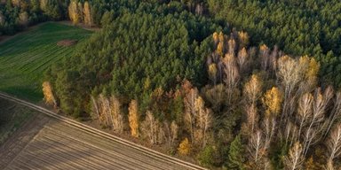 Рослинне розмаїття по всій Європі різко скоротилося: у всьому винна Чорна смерть