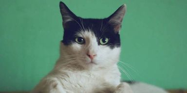 Котик став частиною оптичної ілюзії: в мережі пропонують йому нову роботу (фото)