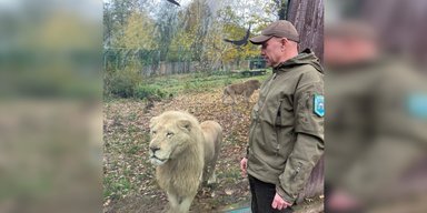 Смерть лева з Рівненського зоопарку: екоінспекція оштрафувала директора на 700 грн (фото)
