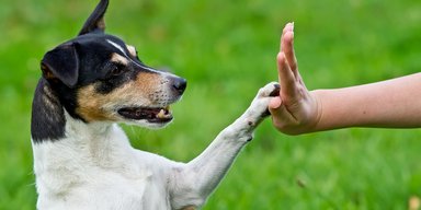 Спешат на помощь. Животные, которые приходят на выручку