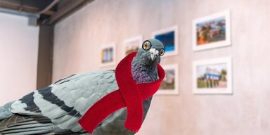Пернатий експерт. Найкращими художніми критиками у світі несподівано назвали голубів