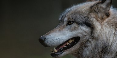 Ученые объяснили, как древние люди смогли одомашнить волков