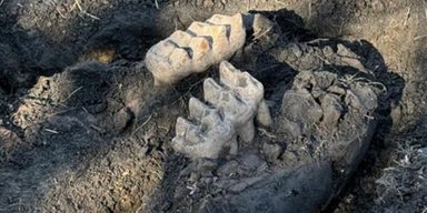 Чоловік знайшов дві пари зубів на своєму задньому дворі: невдовзі туди з'їхались науковці