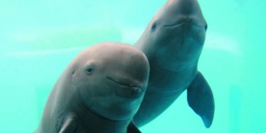Перші, кого вдалося повернути: безплавникових морських свиней уперше випустили в дику природу