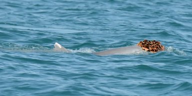 Самці горбатих дельфінів носять "перуки" з морських губок: намагаються спокусити самок