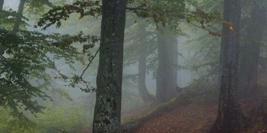 "Сердце охололо": мужчина сделал снимок в лесу, а потом увеличил масштаб (фото)