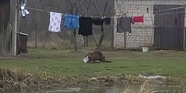 Вора поймали с поличным: в Польше бобр систематически воровал белье, которое сушилось во дворе
