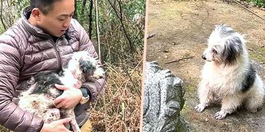 Пес два года лежал возле могилы хозяйки: недавно с ним произошло чудо (фото)