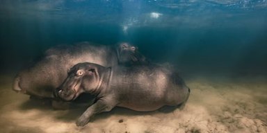Стародавній моряк і косатки, що створюють хвилю: переможці конкурсу "Фотограф року дикої природи 2023"
