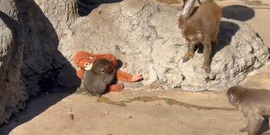 На одинокого обезьянку Панча напала разъяренная взрослая макака: он нашел утешение в игрушке (видео)