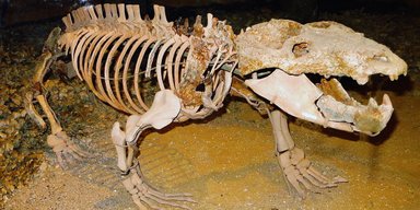 Вымершее животное, жившее 236 миллионов лет назад, переписало историю млекопитающих (фото)