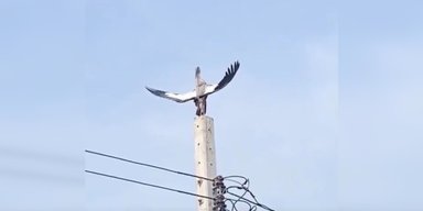 Аист молится древним богам: на камеру попал странный птичий "ритуал" (видео)
