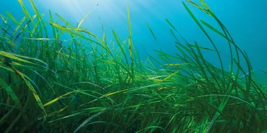Йому 1400 років: виявлено найстаріший морський організм на Землі (фото)