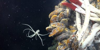 Потревожили древних. Под морским дном Земли впервые обнаружили жизнь (фото)