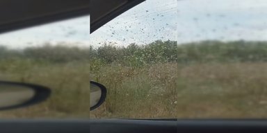 "Наші колібрі": на Запоріжжя напали полчища сарани (відео)