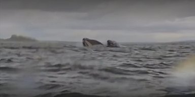 Горбатый кит проглотил байдарку с мужчиной, а потом выплюнул (видео)