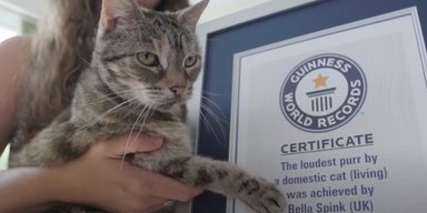 У Великій Британії кішка встановила світовий рекорд за гучністю муркотіння (відео)