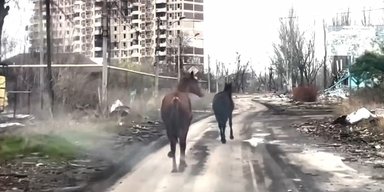 Вели під вибухами: у Авдіївці "Білі янголи" врятували двох породистих коней, — МВС (відео)