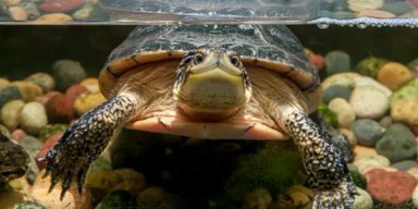 Какие животные могут дольше всего не дышать под водой: ученые дали ответ (фото)