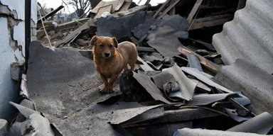 Собака не залишає руїни зруйнованого будинку після обстрілу в Мирнограді, — МВС (фото)